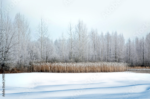 Winter forest. Winter landscape. © alenalihacheva