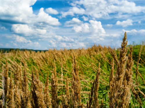 Horizontal rye corn summer field landscape bokeh