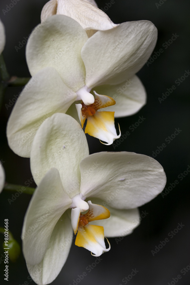 orchidee orchidee