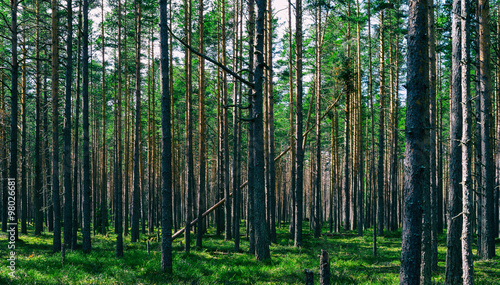 Fototapeta Naklejka Na Ścianę i Meble -  Horizontal vivid symmetric forest wood composition background ba