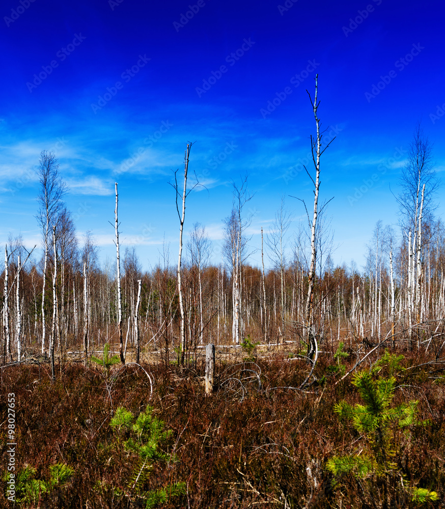 Square vivid autumn midland wild wood forest landscape backgroun