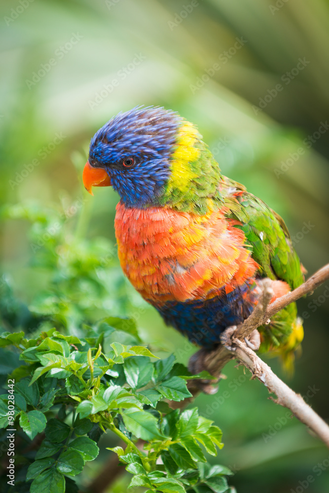 Rainbow Lorikeet. Zoo pathos. Cyprus