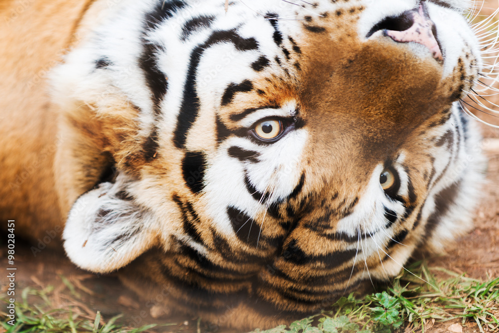 Naklejka premium Beautiful amur tiger. Zoo pathos. Cyprus