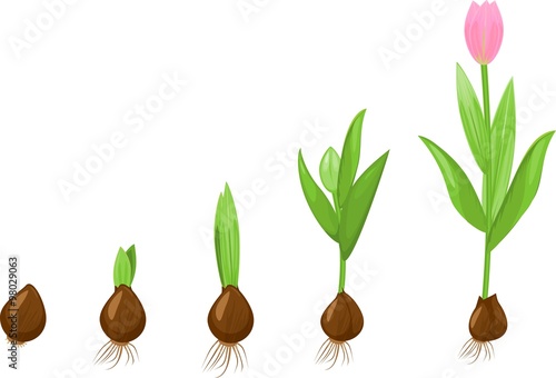 Fototapeta Naklejka Na Ścianę i Meble -  Tulip growth stage