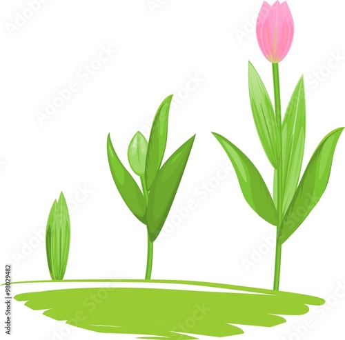 Tulip growth stage