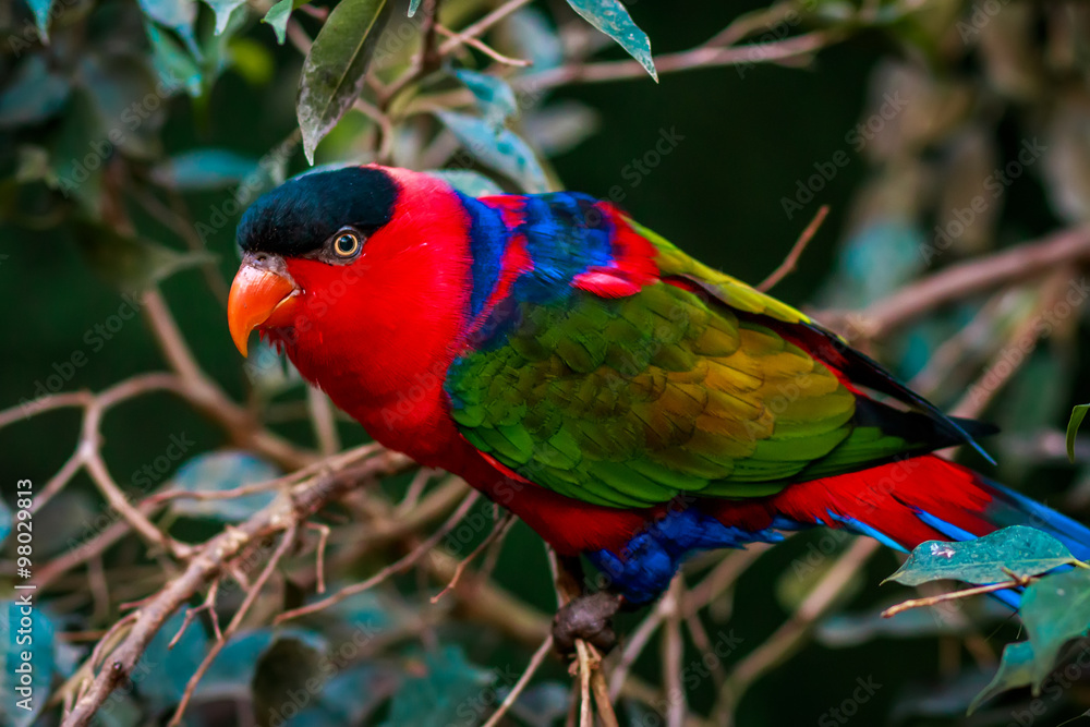 Fototapeta premium Portrait of A single Tricolor Parrot, Lorius Lory, in natural surroundings