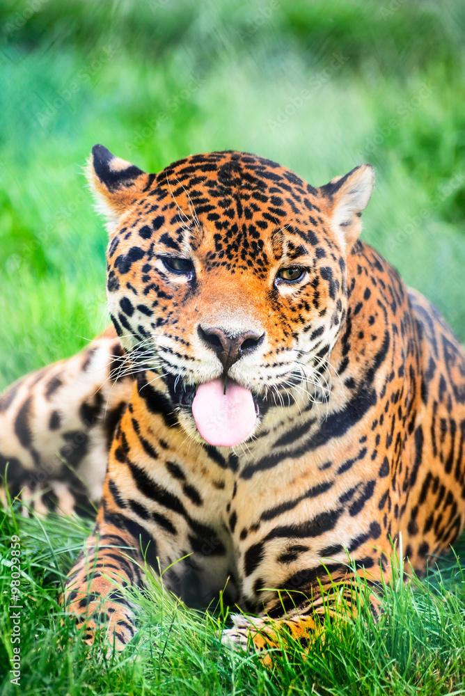 Leopard, Panthera Leopard, Panthera