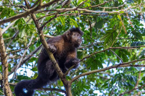 Macaco-prego.  Sapajus nigritus 