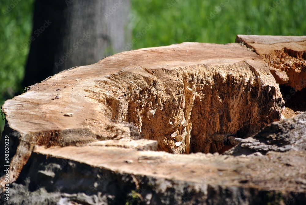 Fototapeta premium tree cut base