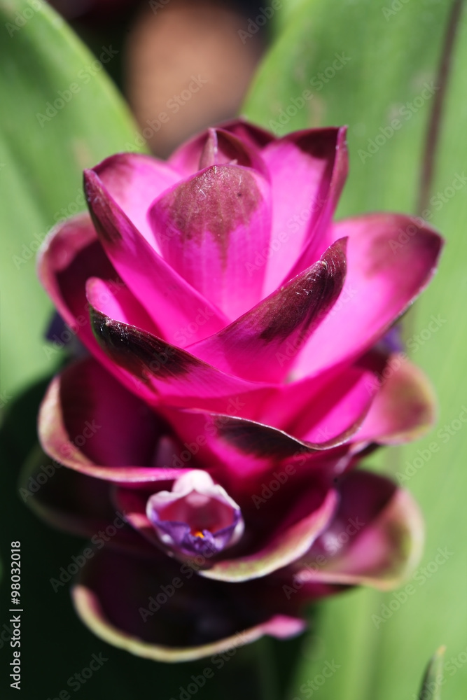 siam tulip flower.