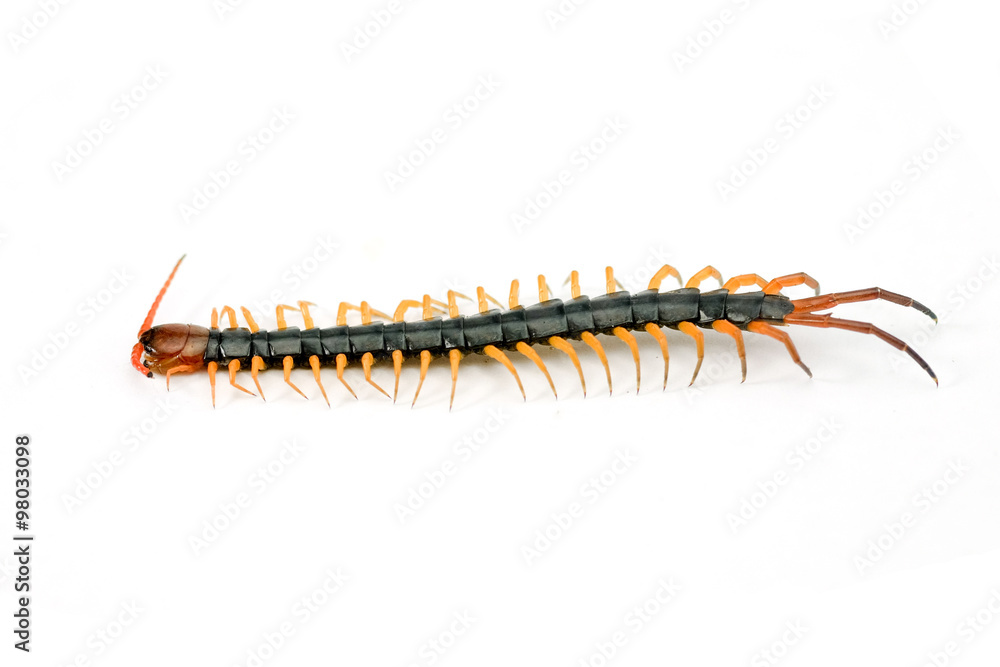 centipede on white background centipede on white background