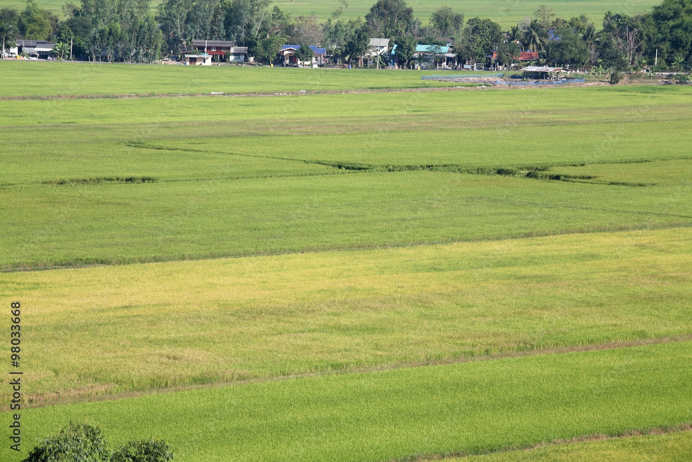 paddy field and thai style village.