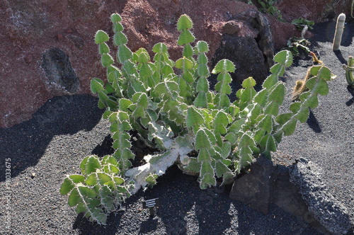 Kaktus im Jardin de Cactus auf Lanzarote photo