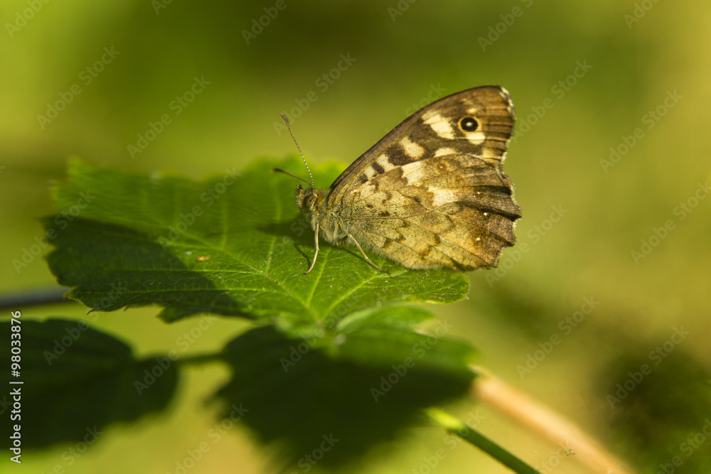 Fototapeta premium Waldbrettspiel, pararge aegeria