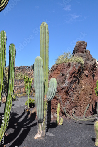 Kaktus im Jardin de Cactus auf Lanzarote