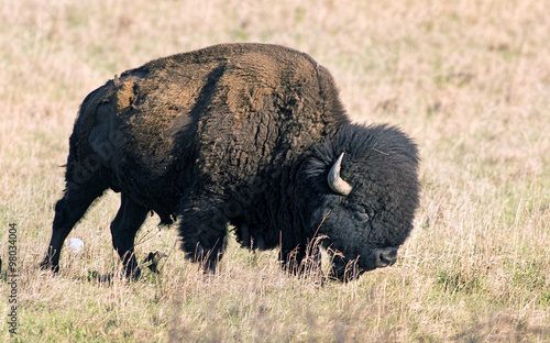 American Buffalo.