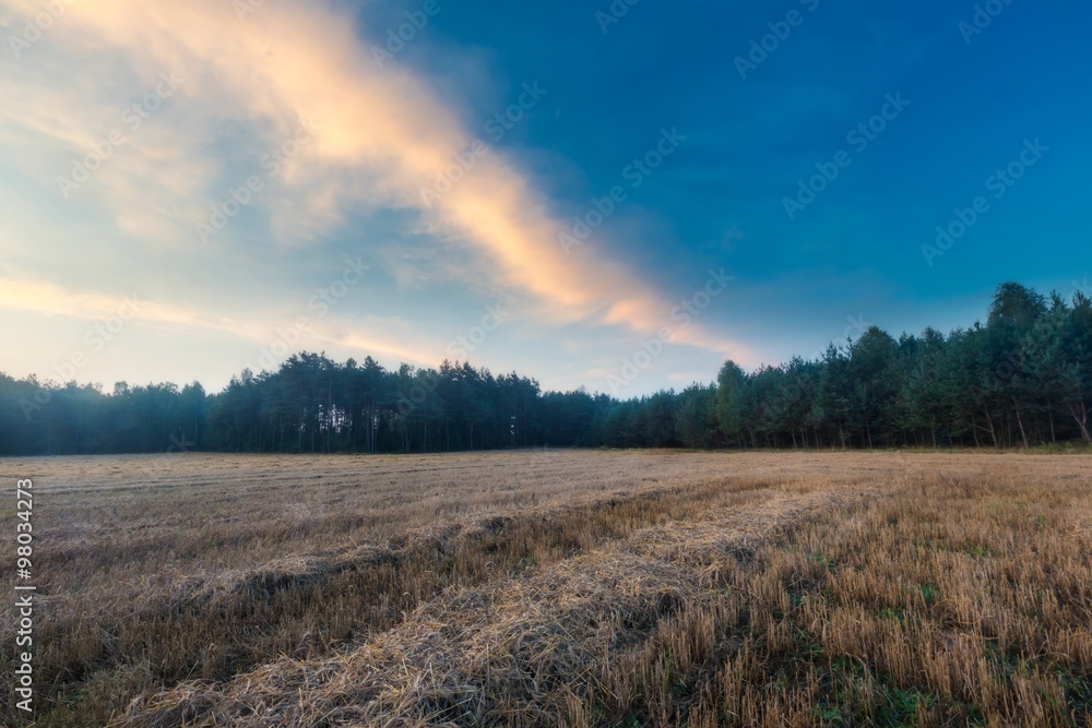 Fototapeta premium stubble field at summer morning