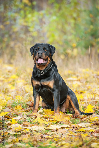 Rottweiler dog sitting in autumn