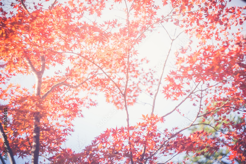 Blurred Colorful maple tree at park Kyoto,Japan