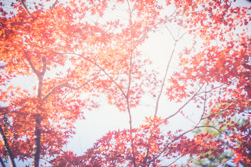 Blurred Colorful maple tree at park Kyoto Japan