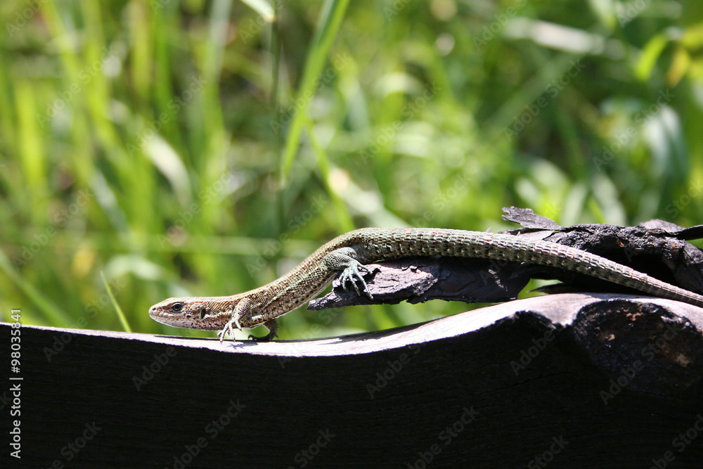 Fototapeta premium Eidechse