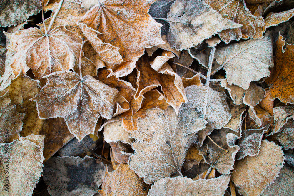 leaves covered with hoarfrost