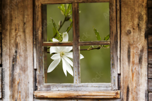 Old wooden window frame  spring  flowering trees.