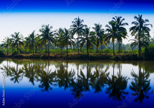 Horizontal vibrant dramatic palms in a row with reflections land © spacedrone808