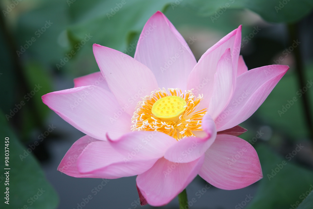 pink lotus blooming in pond pink lotus blooming in pond