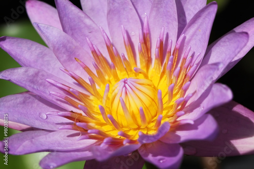 yellow purple lotus flower.