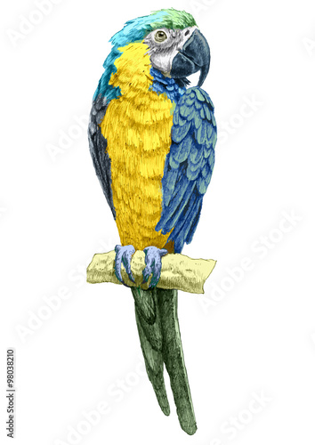 illustration with parrot