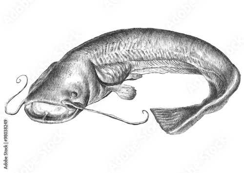 Catfish.