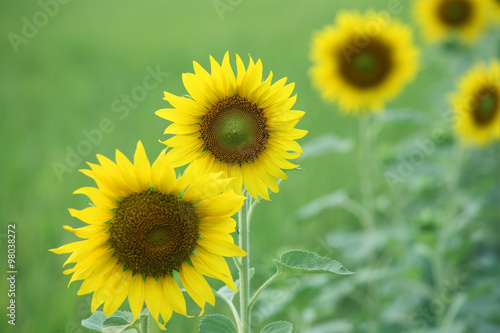 sunflower with green background.