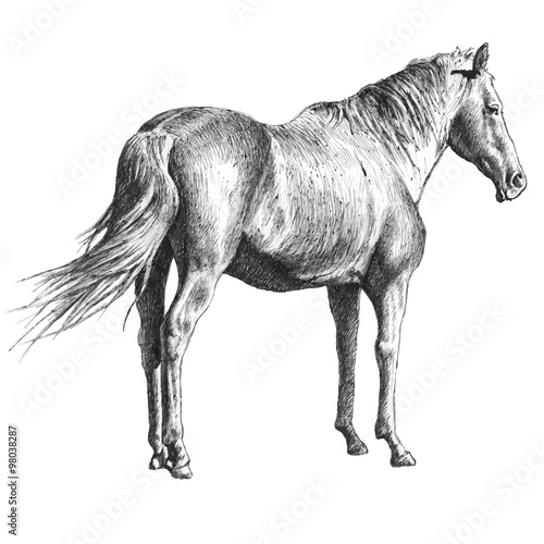 illustration with a horse
