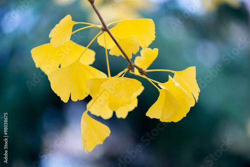 Fotografie Ginkgo biloba details
