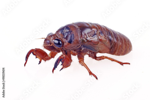 Cicada pupa