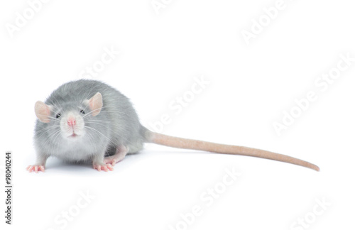 rat