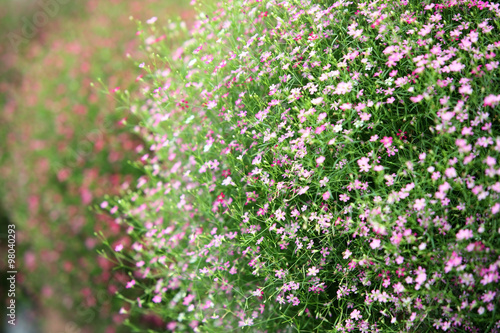 gypsophila flower.