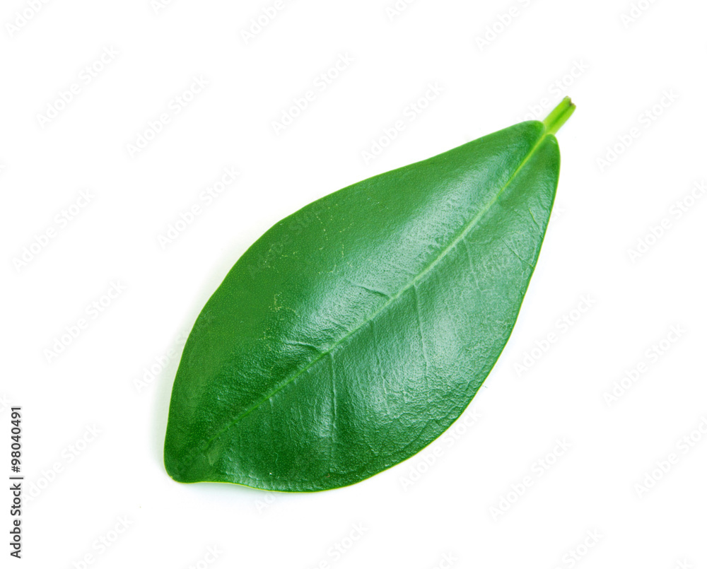 Fototapeta premium green leaf