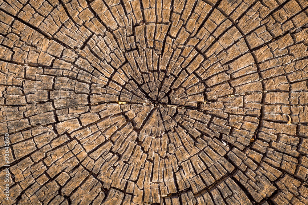 Fototapeta premium Old wood tree stump