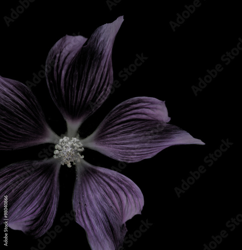 purple flower on black