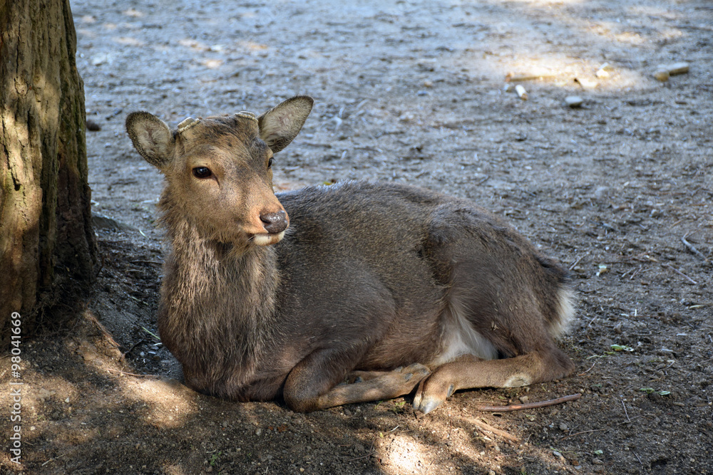 Fototapeta premium Deer in Nara Park, Japan - Photo taken on November 4th, 2015