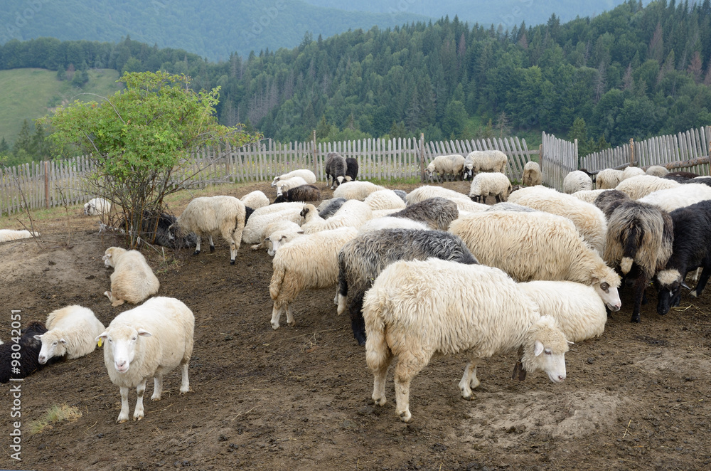 Obraz premium A flock of sheep in the Carpathian Mountains