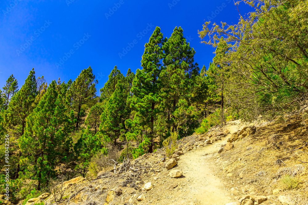 Fototapeta premium Landscape with Footpath on Tenerife Island