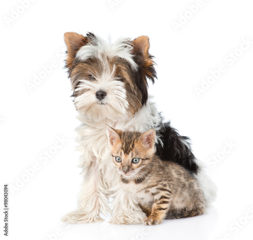 Small bengal cat and Biewer-Yorkshire terrier puppy sitting toge