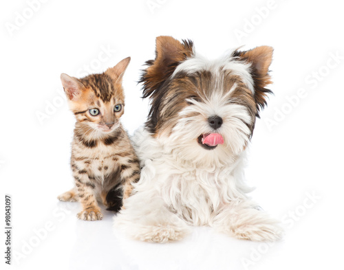 Biewer-Yorkshire terrier puppy and bengal kitten lying in fron.