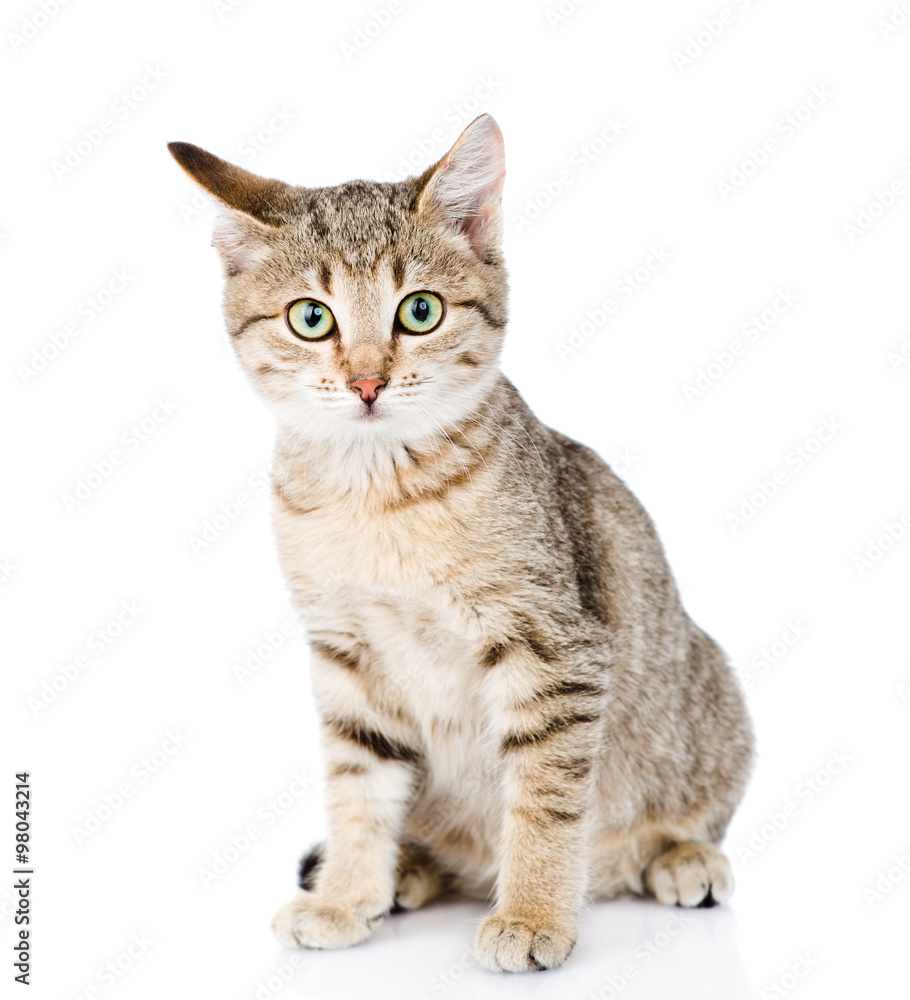 cat sitting in front and looking at camera. isolated on white ba