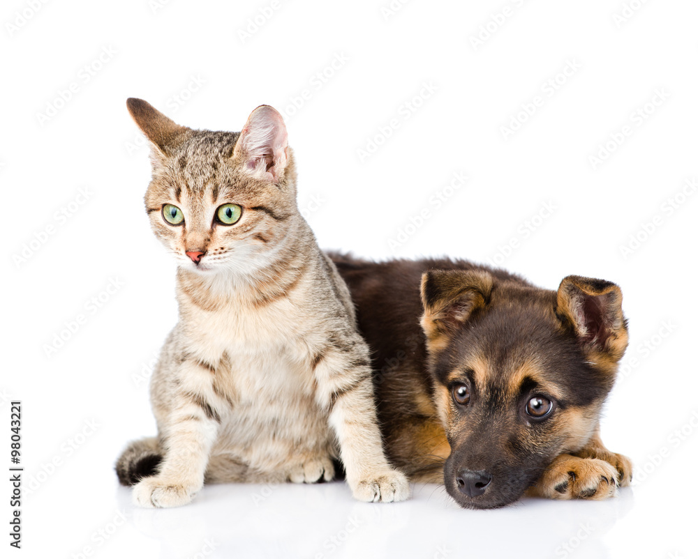 crossbreed dog and cat together. isolated on white background crossbreed dog and cat together. isolated on white background