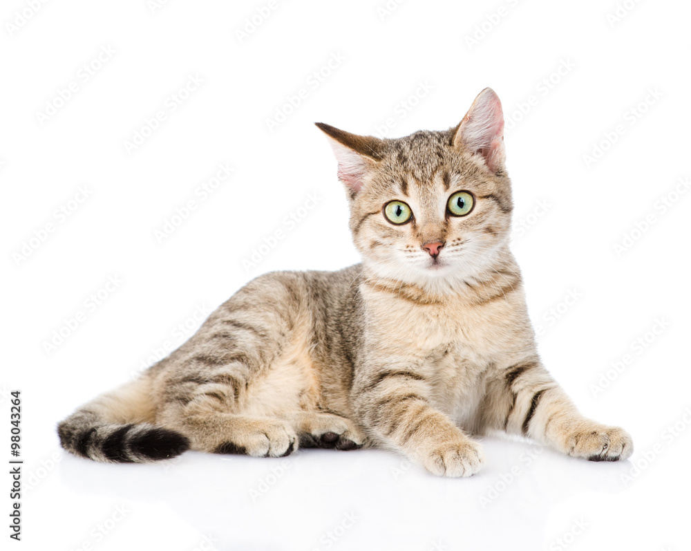 young striped cat looking at camera. isolated on white backgroun young striped cat looking at camera. isolated on white backgroun