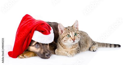 Fototapeta Naklejka Na Ścianę i Meble -  Cat and Dog with Santa Claus hat. isolated on white background